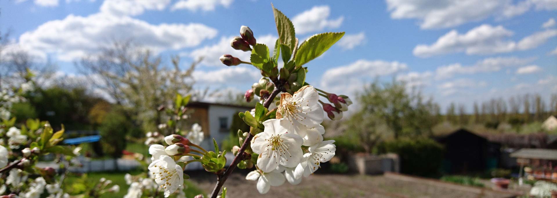 Cirencester allotments