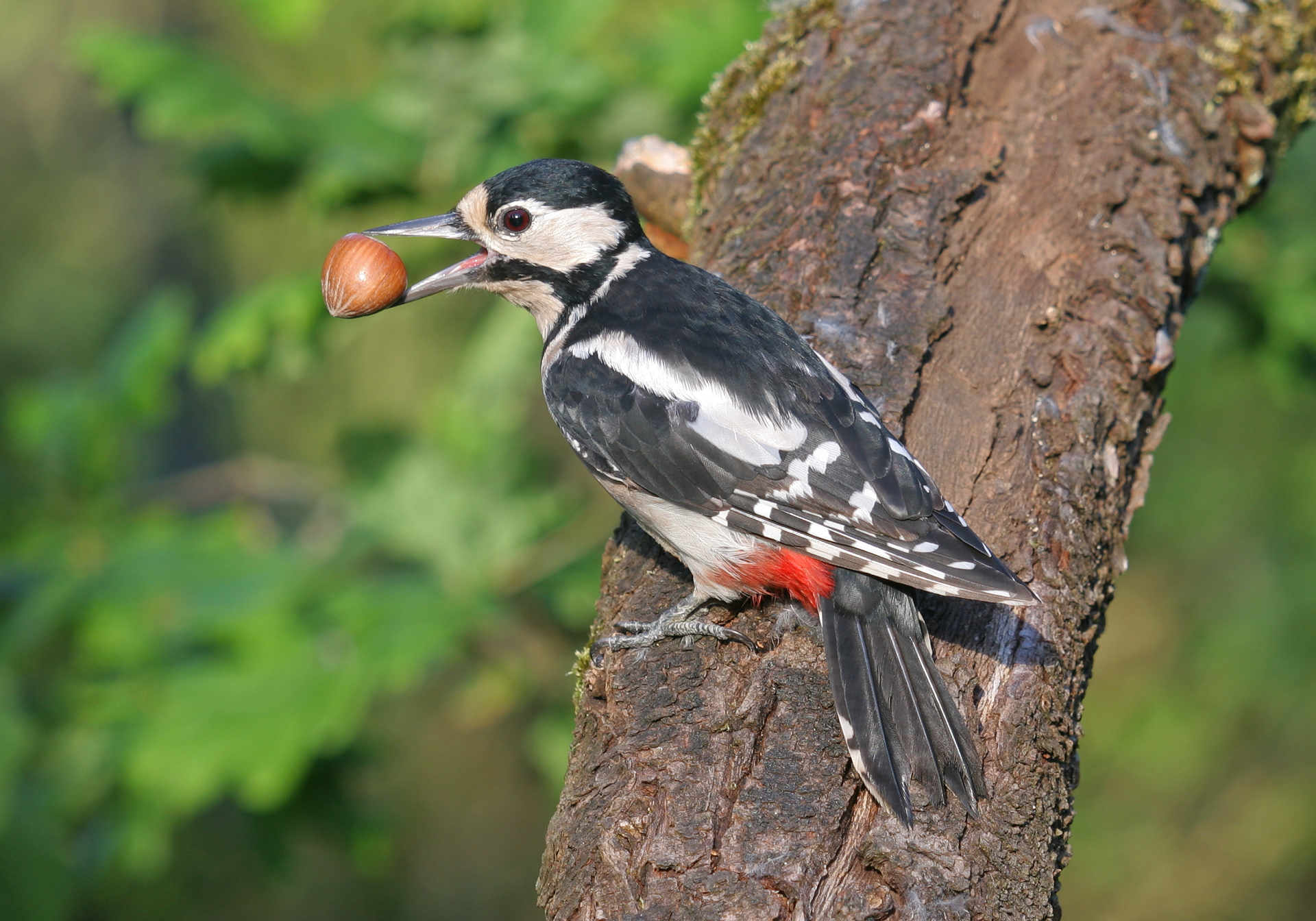 National Amateur Photography Competition Won by Local Cirencester Resident