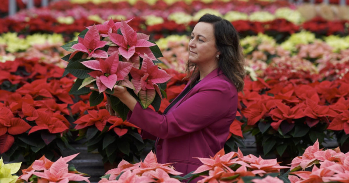 Help your Poinsettia flourish through the festive period with Dobbies