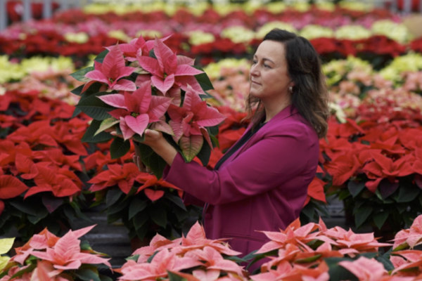 Poinsettia Grow How event at Dobbies Cirencester