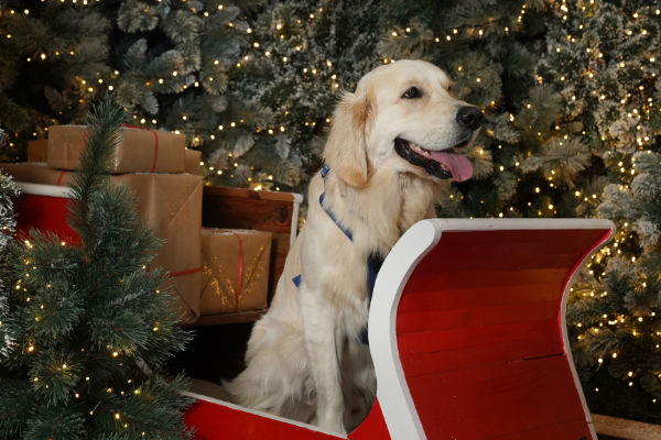 Bring your dog to Dobbies for a paw-sitively magical experience with Santa