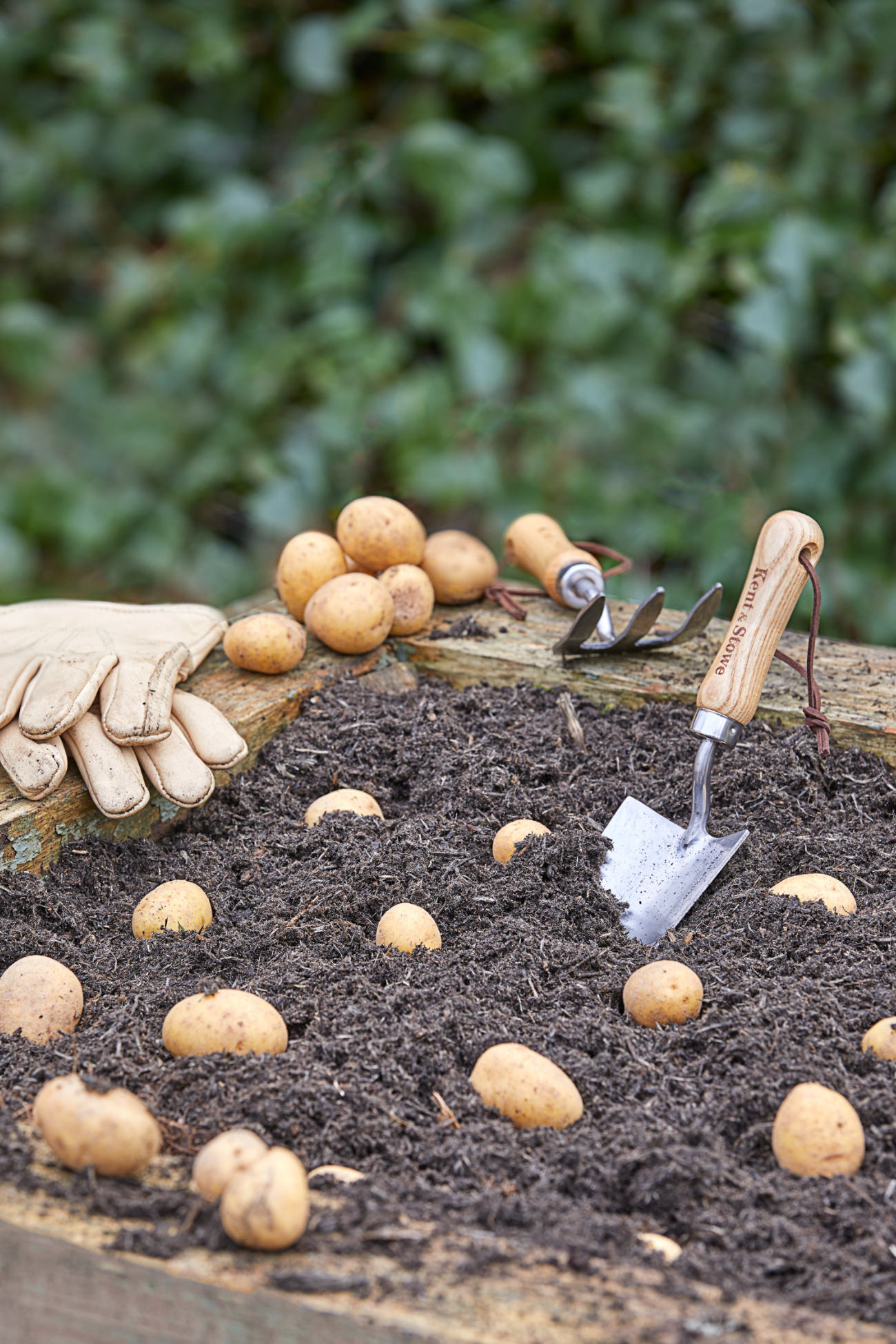 seed potatoes