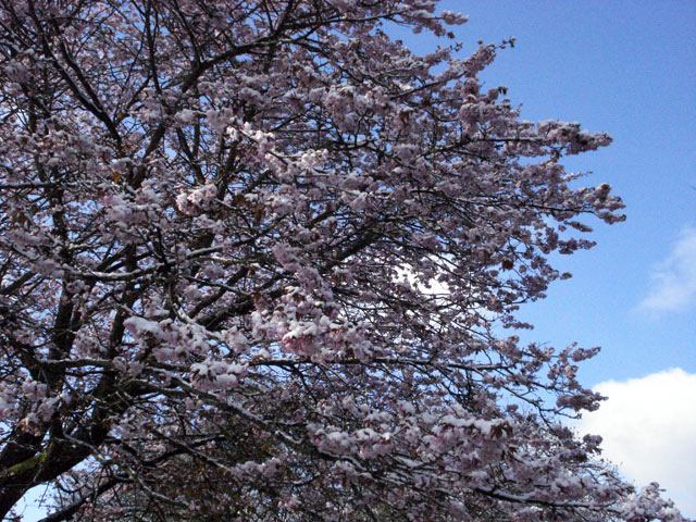 Blossom, snow and blue sky in Cirencester. An unusual combination. Copyright C Cull, April 2008