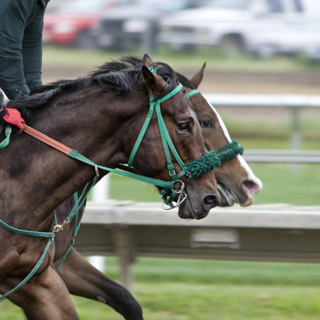 The Cheltenham Festival is one of the highlights of the National Hunt season