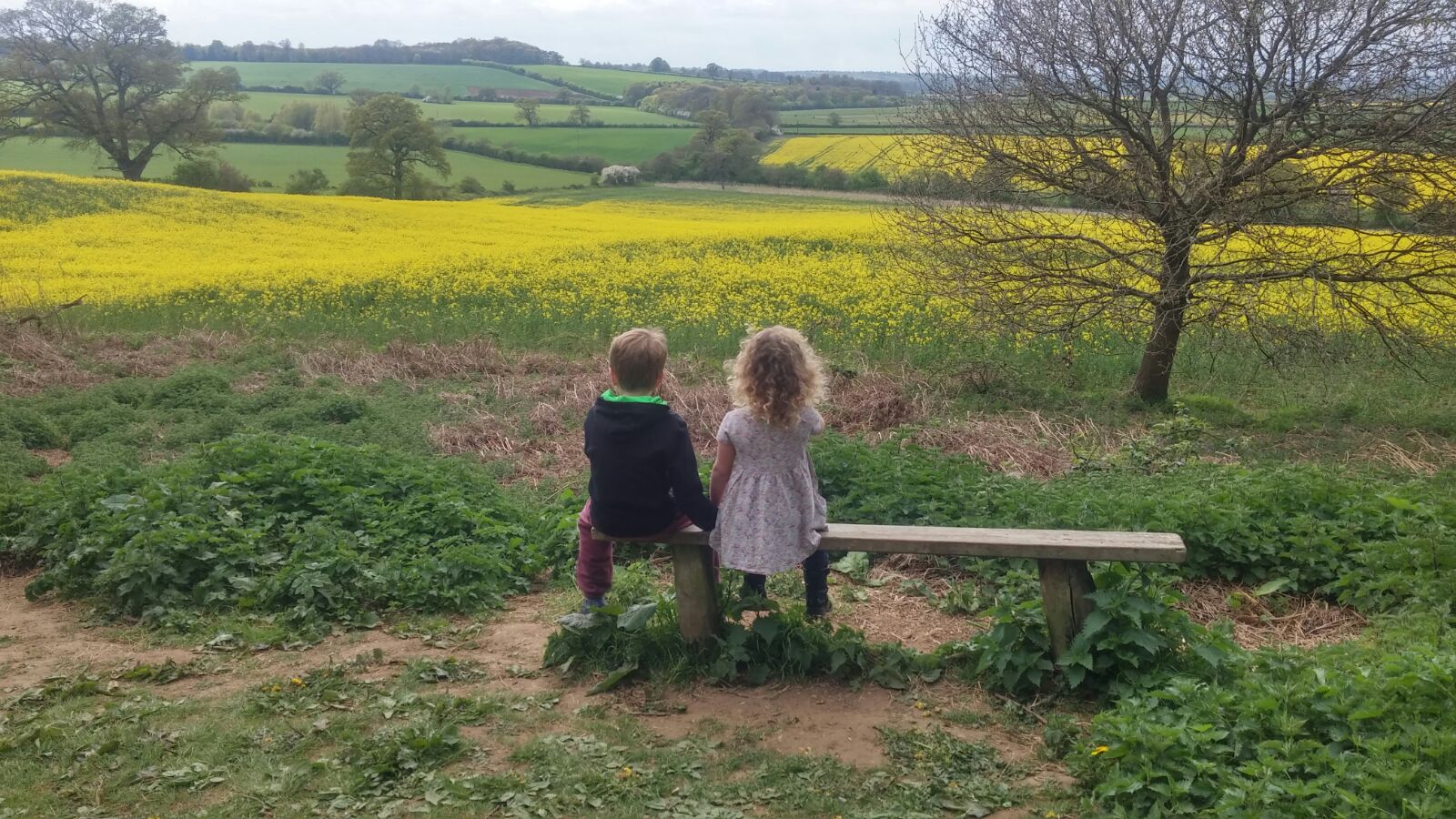 Rapeseed oil fields near Cirencester