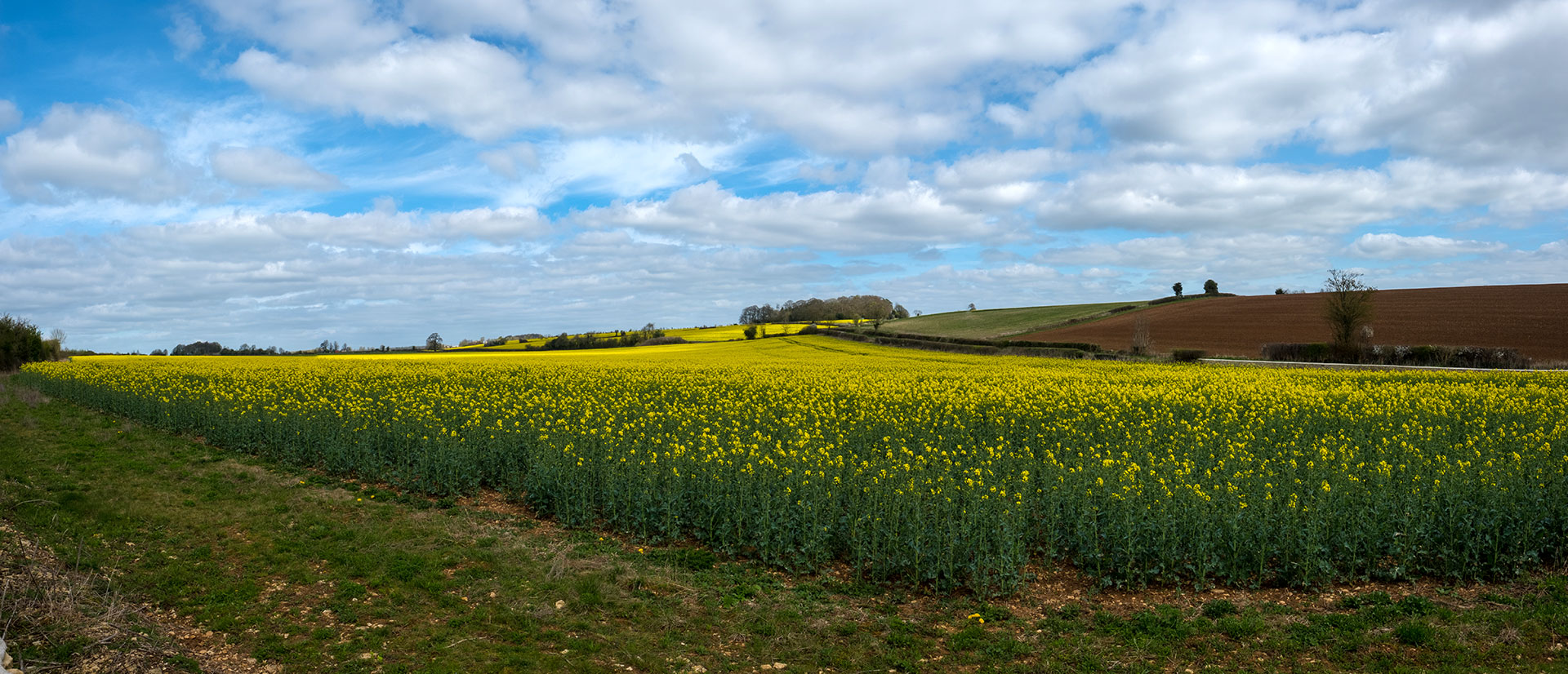 Rapeseed oil fields near Cirencester